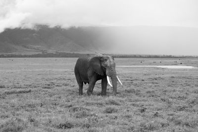 Elephant in a field