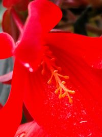 Close-up of red flower