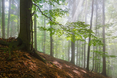 Turiec region, slovakia.