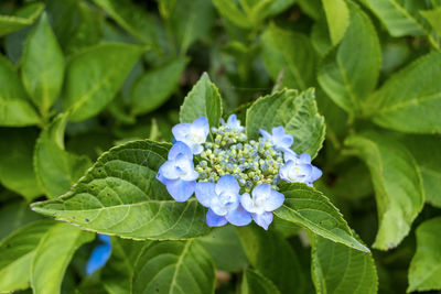 Close-up of purple flowering plant