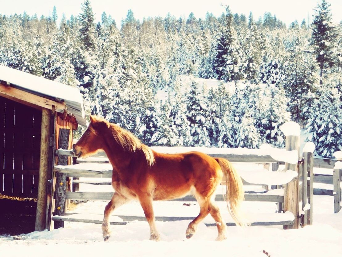 HORSE STANDING IN FRONT OF SNOW COVERED FIELD