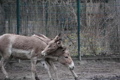 Horses in zoo