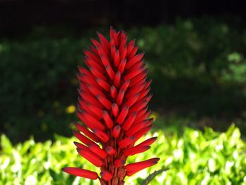 Close-up of red flower on field