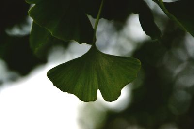 Close-up of leaves