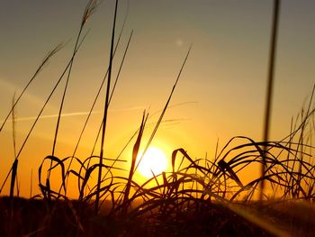 Close-up of silhouette plants on field against sunset sky