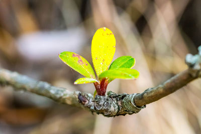 Close-up of plant growing on tree