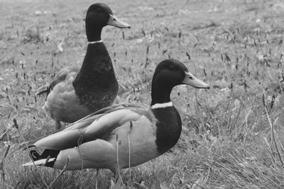 Bird on grassy field