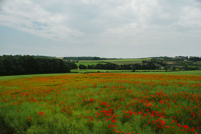 Scenic view of flowering field against sky