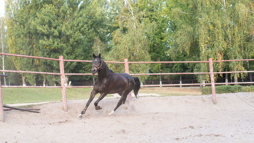 Horse in ranch