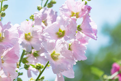 Close-up of flowers growing in park