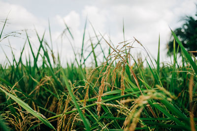 Close-up of grass on field against sky