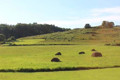 Sheep grazing on field against sky