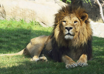 Majestic lion sitting expectantly to the dangers. colors of nature