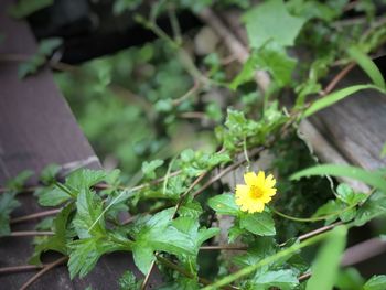 Close-up of yellow flowering plant