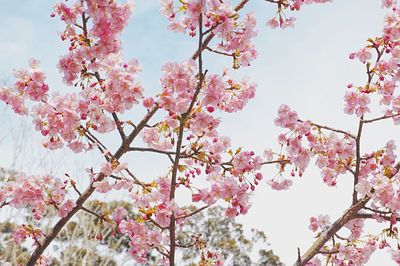 Low angle view of pink flowers on tree