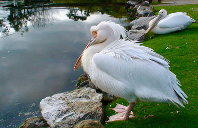 Close-up of swan on rock by lake