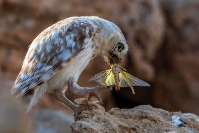 Close-up of owl perching on plant