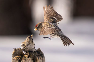 bird