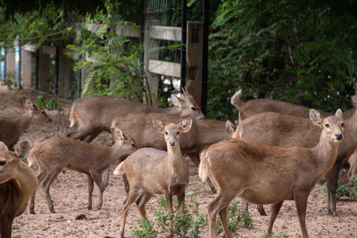 Herd of deer