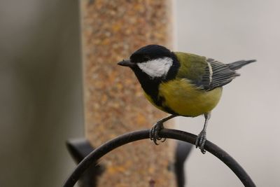 Close-up of great tit perching on metal