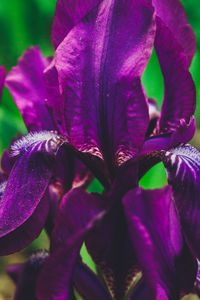 Close-up of purple flower blooming outdoors
