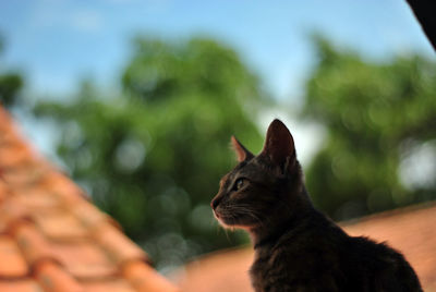 Close-up of a cat looking away