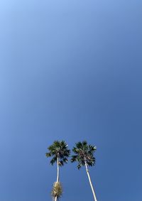 Low angle view of coconut palm tree against clear blue sky