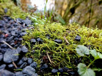 Close-up of moss growing on field