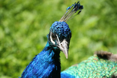 Close-up of peacock perching outdoors