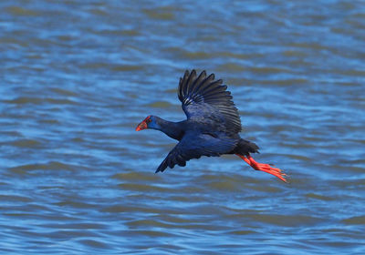 Bird flying over lake