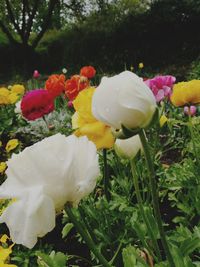 Close-up of flowers