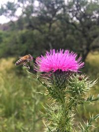 Close-up of thistle flower