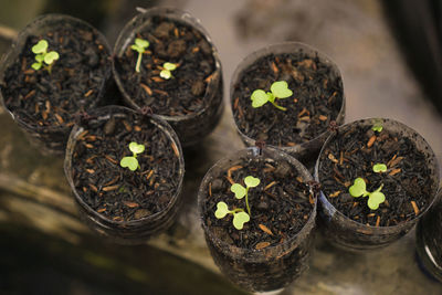 High angle view of potted plants