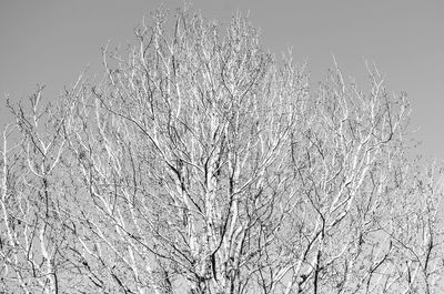 Low angle view of bare tree against clear sky