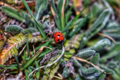 High angle view of ladybug on plant