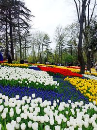 Multi colored tulips in park against sky