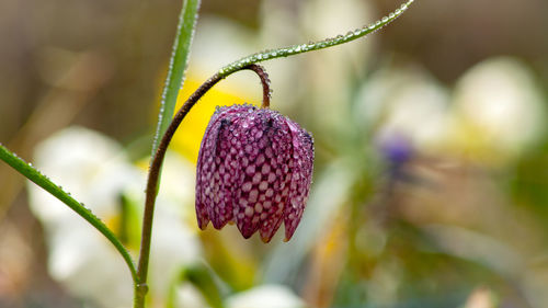 Close-up of blackberries growing on plant