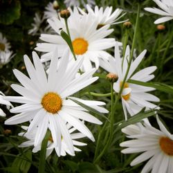 Close-up of white daisy flower