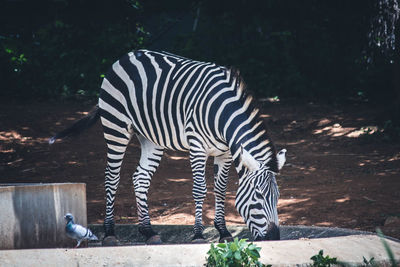 Zebra standing in zoo