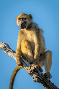 Close-up of chacma baboon sitting on branch