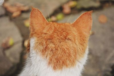 High angle view of ginger cat on ground