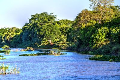 Scenic view of river amidst trees in forest against sky