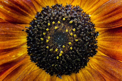 Macro shot of sunflower