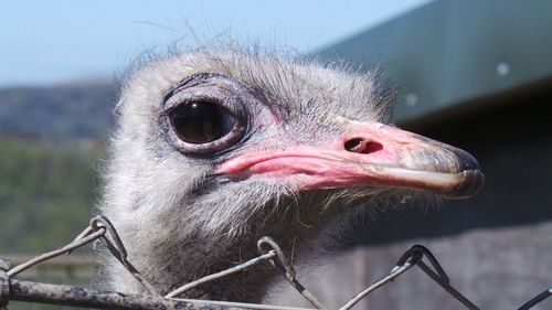 Close-up portrait of bird