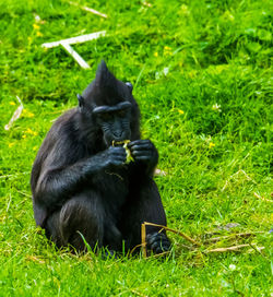 Black cat sitting on grass