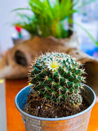 Close-up of succulent plant in pot