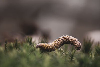 Close-up of pine cone on field