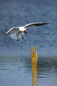 Seagull flying over sea