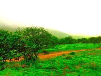 Trees on landscape against clear sky