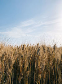 Wheat field against sky